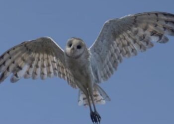 ৫০ বছর পর মালদার গঙ্গার চরে দেখা মিলল অস্ট্রেলাসিয়ান গ্রাস আউলের