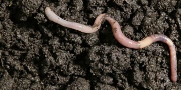 ওডিশার কেওনঝড়ে খোঁজ মিলল নতুন প্রজাতির কৃমি