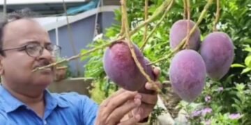 দাম ছয় হাজার টাকা কেজি! মালদার গাজোলের ঝন্টু সরকার দুর্মূল্য মিয়াজাকি আম ফলিয়ে সবাইকে চমকে দিয়েছেন